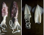 How to clean squid